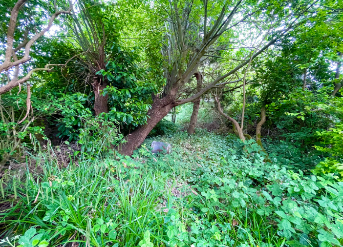 Ardent_Auction_MossLane12